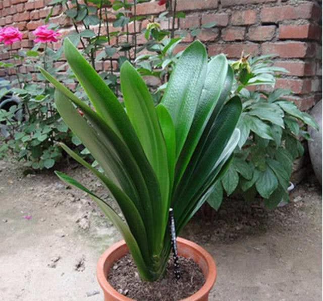 歪七|君子兰摆放，大有“讲究”，3个位置坚决不能放，歪七扭八太难看