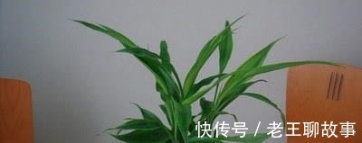 疯长|水里放“4样”东西,“富贵竹”根系疯长,枝叶“大爆发”