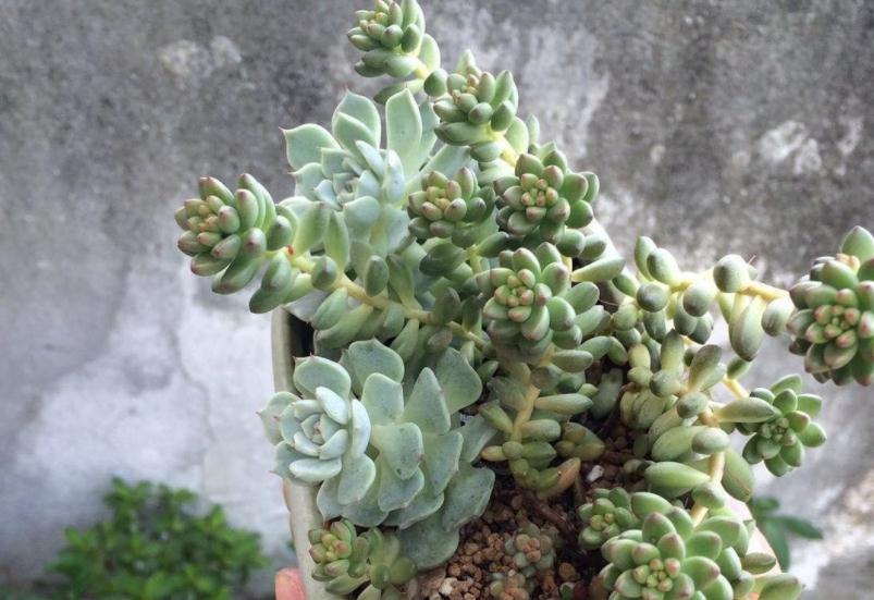 “踩坑”这8点,养多肉会越来越差,有心人:不敢忘!