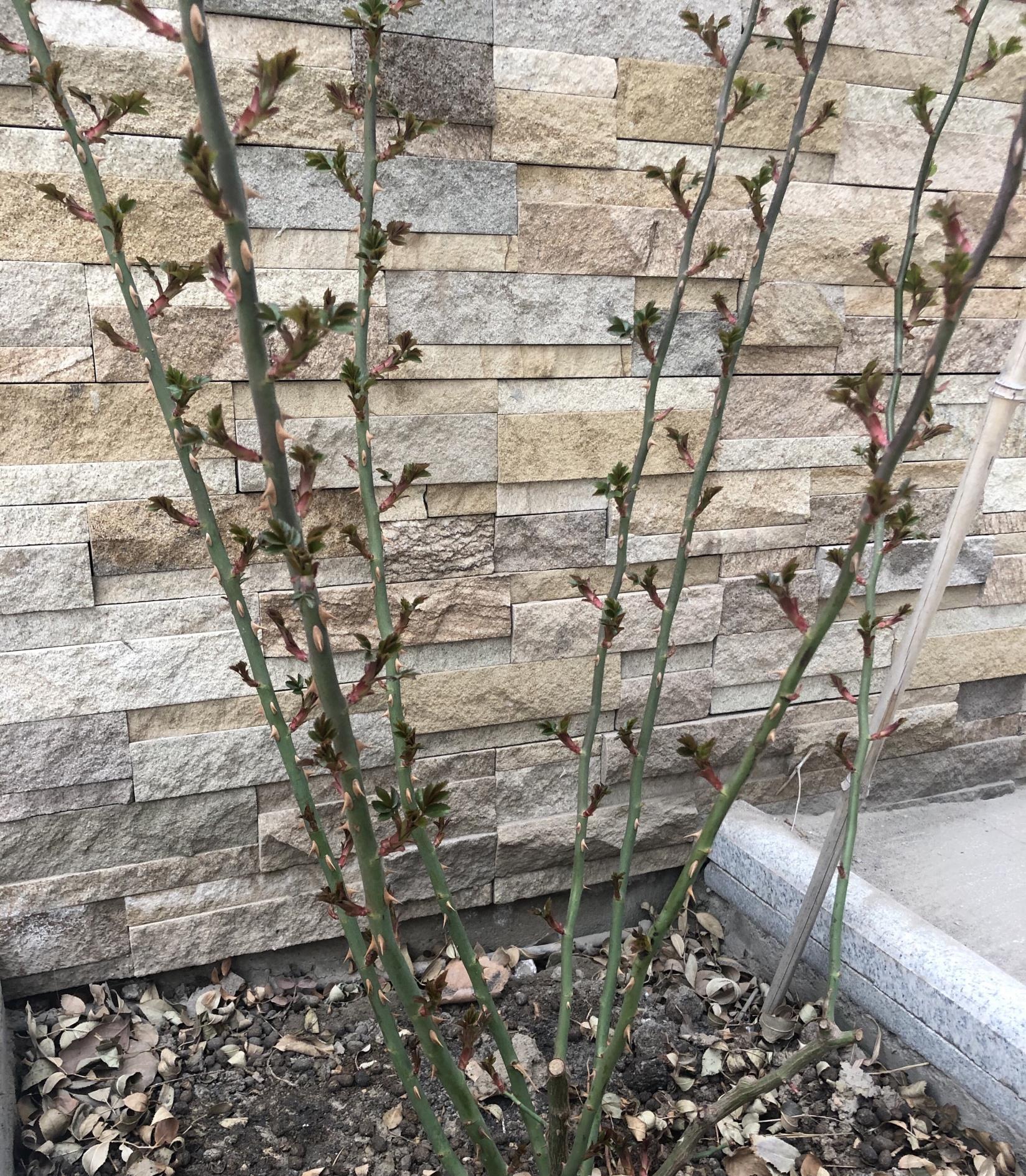 春天养藤本月季,遇到“这种”情况,赶紧“横拉、追肥”促开花