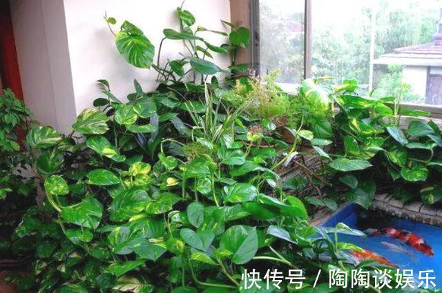 肥料|绿萝的最爱，家家都有，2周喂一点，叶子油绿翠亮，新叶巴掌大