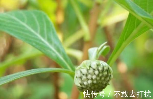 血糖|这3种鱼便宜又常见,适合糖尿病人吃,血糖也不会“反对”!