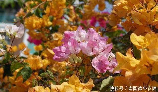 喜欢养三角梅，不要错过此6个品种，开花真的太勤了