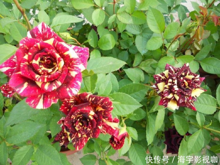 大花蕙兰|适合新手养的兰花,比绿植还好养,勤花勤草,花色漂亮,幽香四溢
