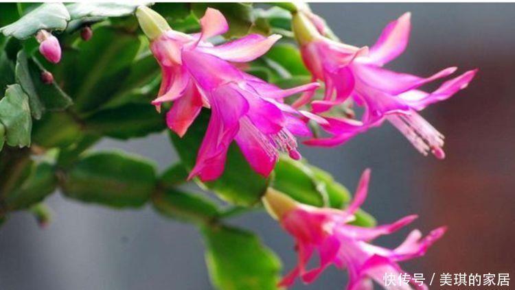 几种花卉一年四季花开不停,漂亮的不得了,值得入手