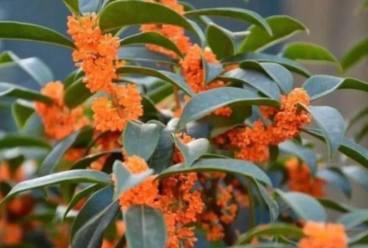 4种花养家里，福旺运旺，特别省心，几乎不用管都能长得很好