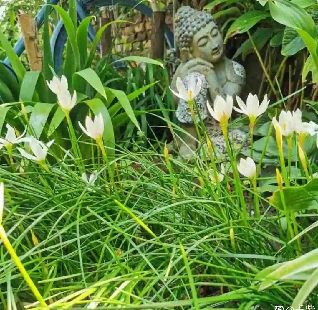 风雨兰太皮实，暴晒淋大雨，反而疯狂开花