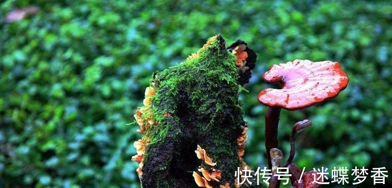 凝血因子|中风的“罪魁祸首”是血栓, 记牢两个字血栓不上身