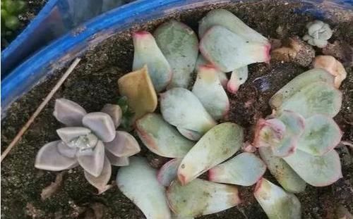 叶子|多肉叶子一碰就掉怎么办?摸清这些病灶、处理方法,一切没问题