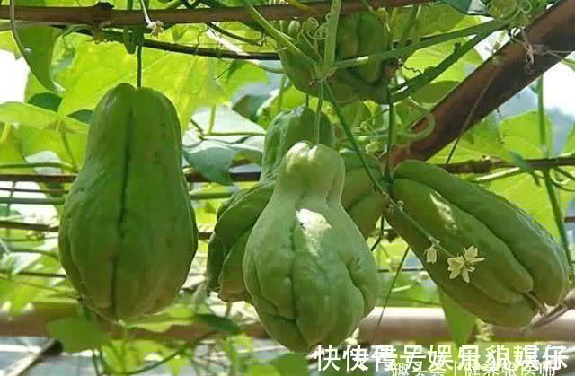 滋润|聪明人爱吃3种食物,营养丰富,滋润肌肤,好吃又不贵!