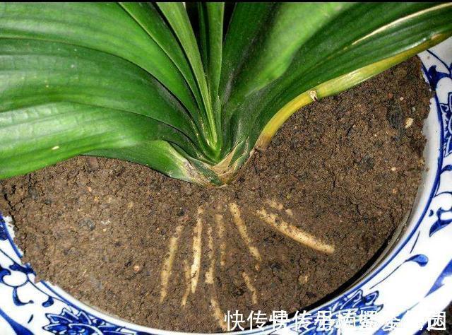 做法|怎样让君子兰一年长出8片叶子？他的做法，值得我们学习