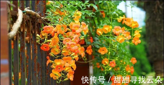 三角梅|6种“爬藤花”,美上天际,种上一株,就能赏几十年!