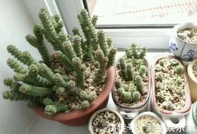 3种能“镇宅又聚财”的花,每个都是财神爷,财运福气挡不住!