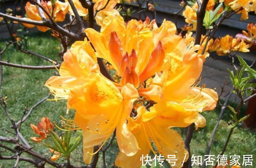 盘点|盘点十款有毒花，再喜欢也别养在家里，你家养过几种？