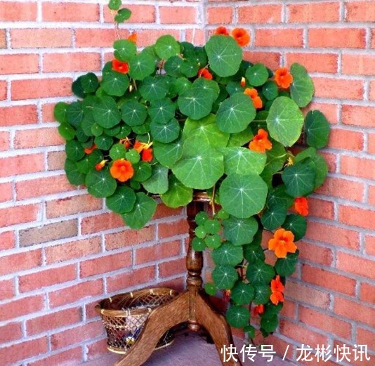 4种容易爆盆的花，吊起来养更合适，开花非常美