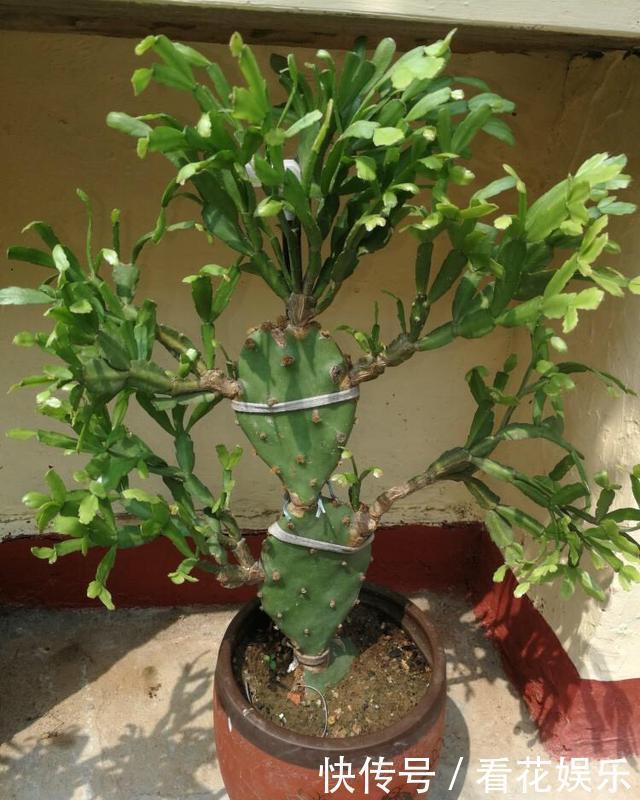 嫁接的蟹爪兰怎么养做到这“一点”,开成一棵花树,层层都是花