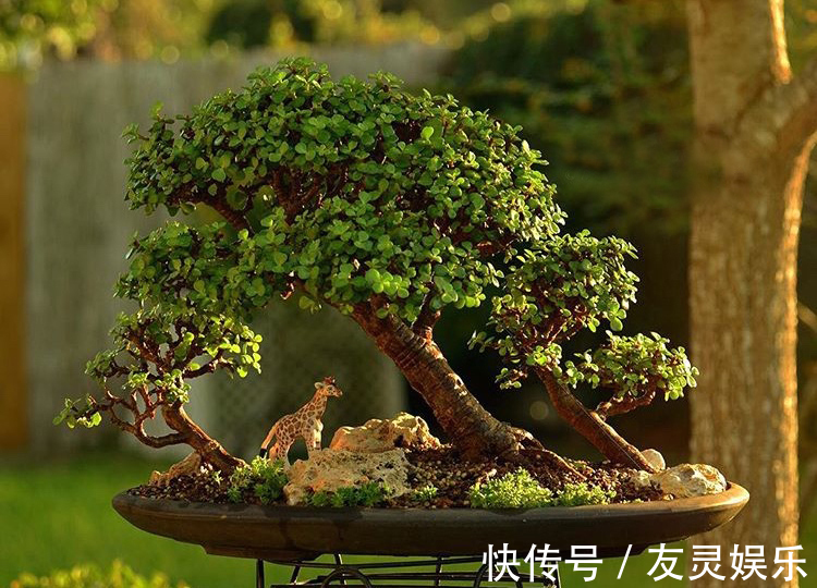 养出“这样的”金枝玉叶,需要“硬功夫”,学会4招,一盆上千块