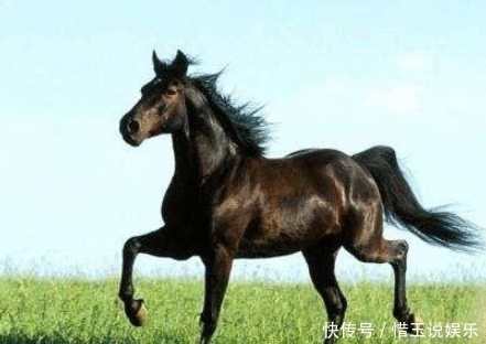 俗语|俗语“好马不吃回头草”,下半句才是精华,可惜十人九不知!