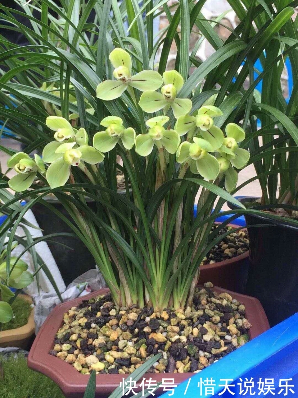 花卉|秋天准备“抗冻肥”,给君子兰、蟹爪兰“喂上”,长得旺、开花多