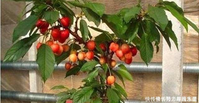 枝条|多种树木都想富!「三种树」随手掰一枝,插土生根,来年可以结果