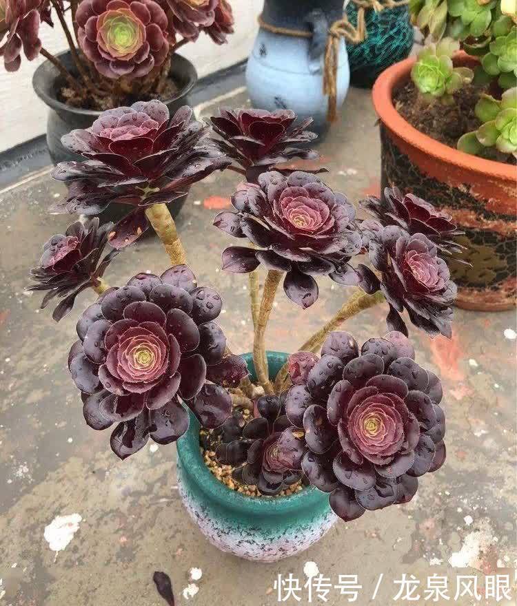 多肉黑法师，养护有“四技巧”，分枝多颜色美更漂亮