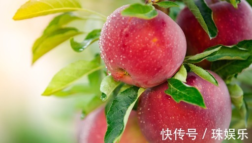 阳台别只种花草,试试种盆栽果树,养护简单易结果,想吃随手摘