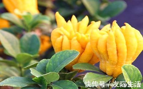 食物|对身体好处多的食物，坚持常吃，到降血压，滋肾补虚，补血美容