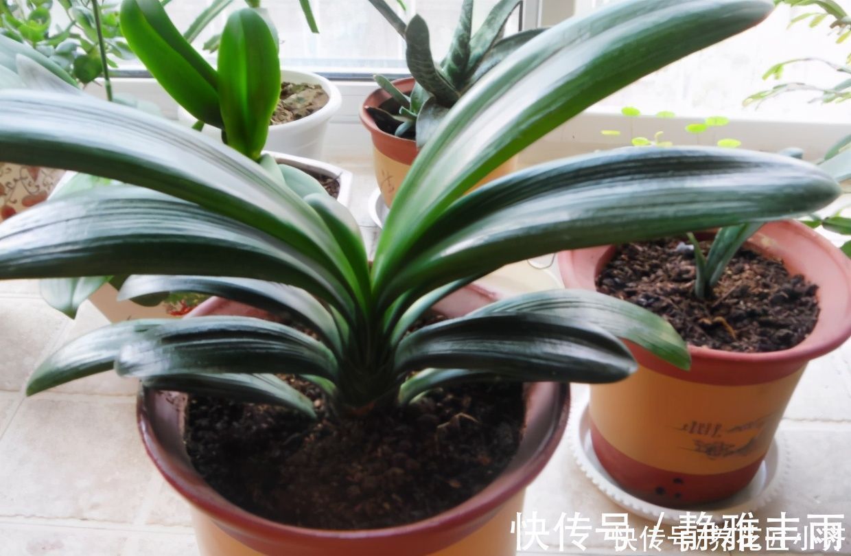 河沙|君子兰如果在夏季烂根，不用怕，用这方法还能长新根