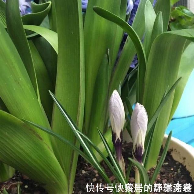 养花土,用一个塑料袋,轻松杀虫灭菌,花盆里一个虫子都没有