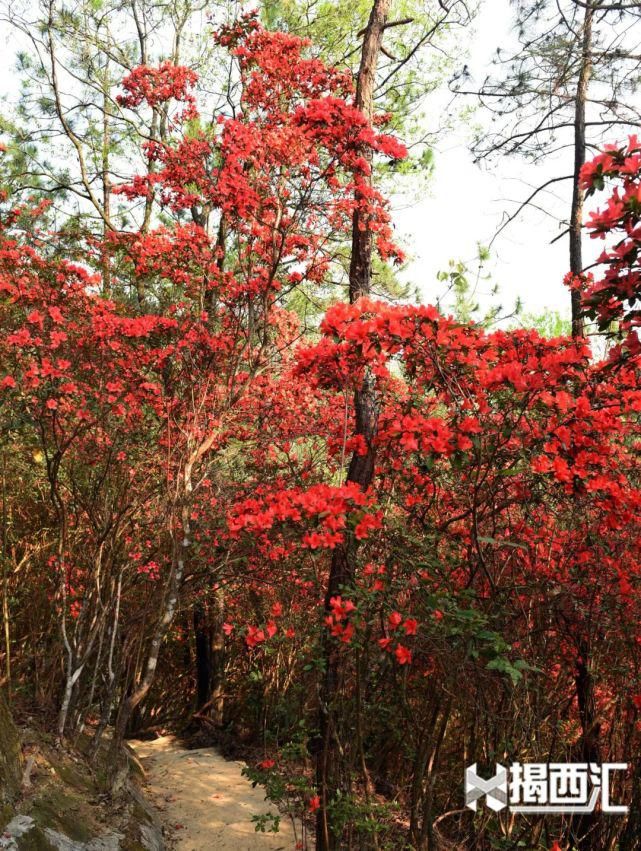 龙山杜鹃怒放，赏花正当时，点缀揭西的绿水青山