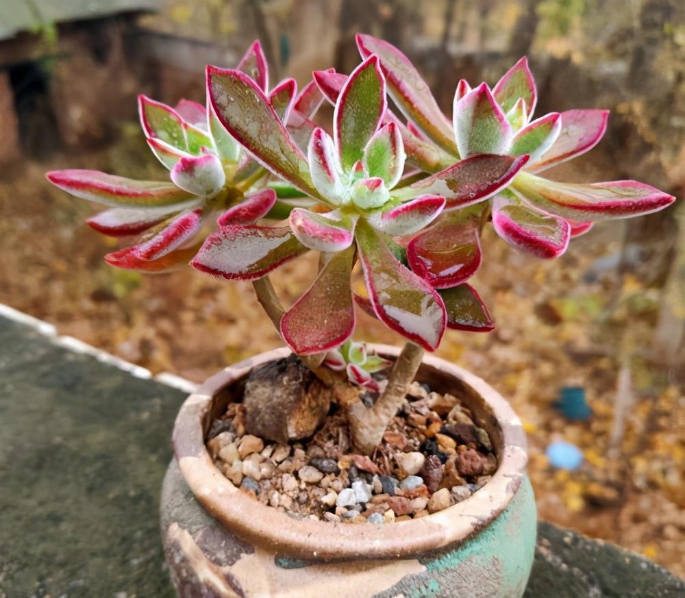 度夏|养好多肉锦晃星的2个“技巧”,顺利度夏,叶片肥厚,长成老桩