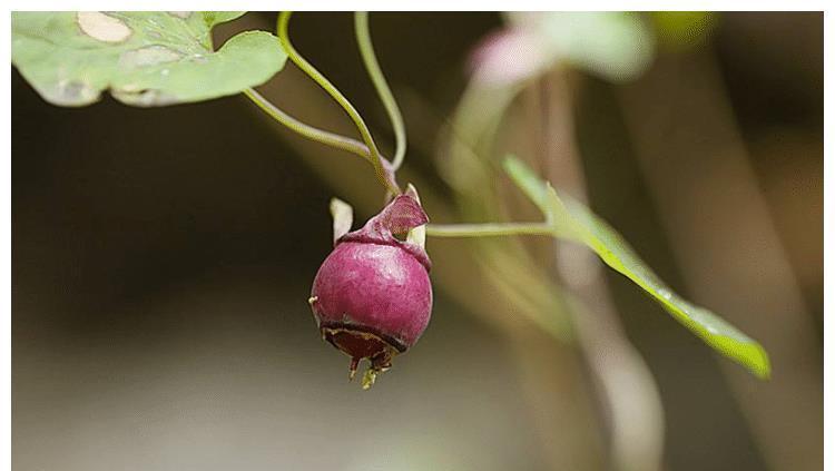 树林下一种金钱豹花,名字强势,体积娇小,殊不知,是种名贵草药