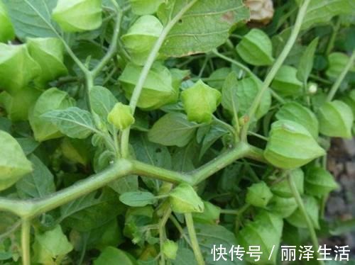 野果|虽是野果,却能消炎、降压、止咳化痰、清热解毒,吃起来也香甜