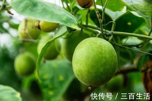 降血糖|此果比砂糖还甜百倍,常吃却能降血糖!用来泡水喝,止咳又利咽