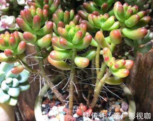 多肉|多肉全是“胡须”,这是“求救”信号,多肉爱好者要引起重视!