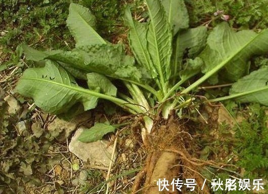 馈赠品|农村一种“萝卜根”切开是黄金色,功效极高,俗称“金不换”