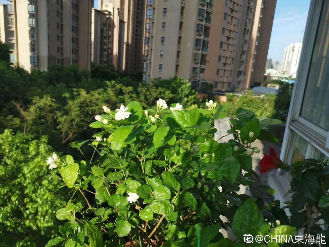叶子|20种花,天凉了赶紧剪,来年开花有多又艳!