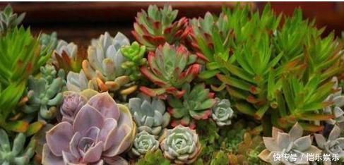 养多肉植物一个小技巧,长得壮状态好,而且还能顺利开花