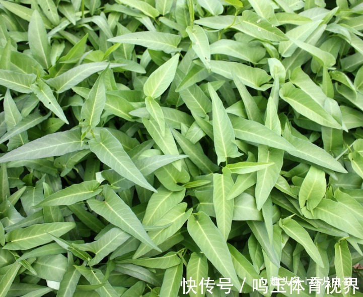 采摘|空心菜健肤美容,凉血排毒,掌握生长特性,种出优质绿色空心菜来