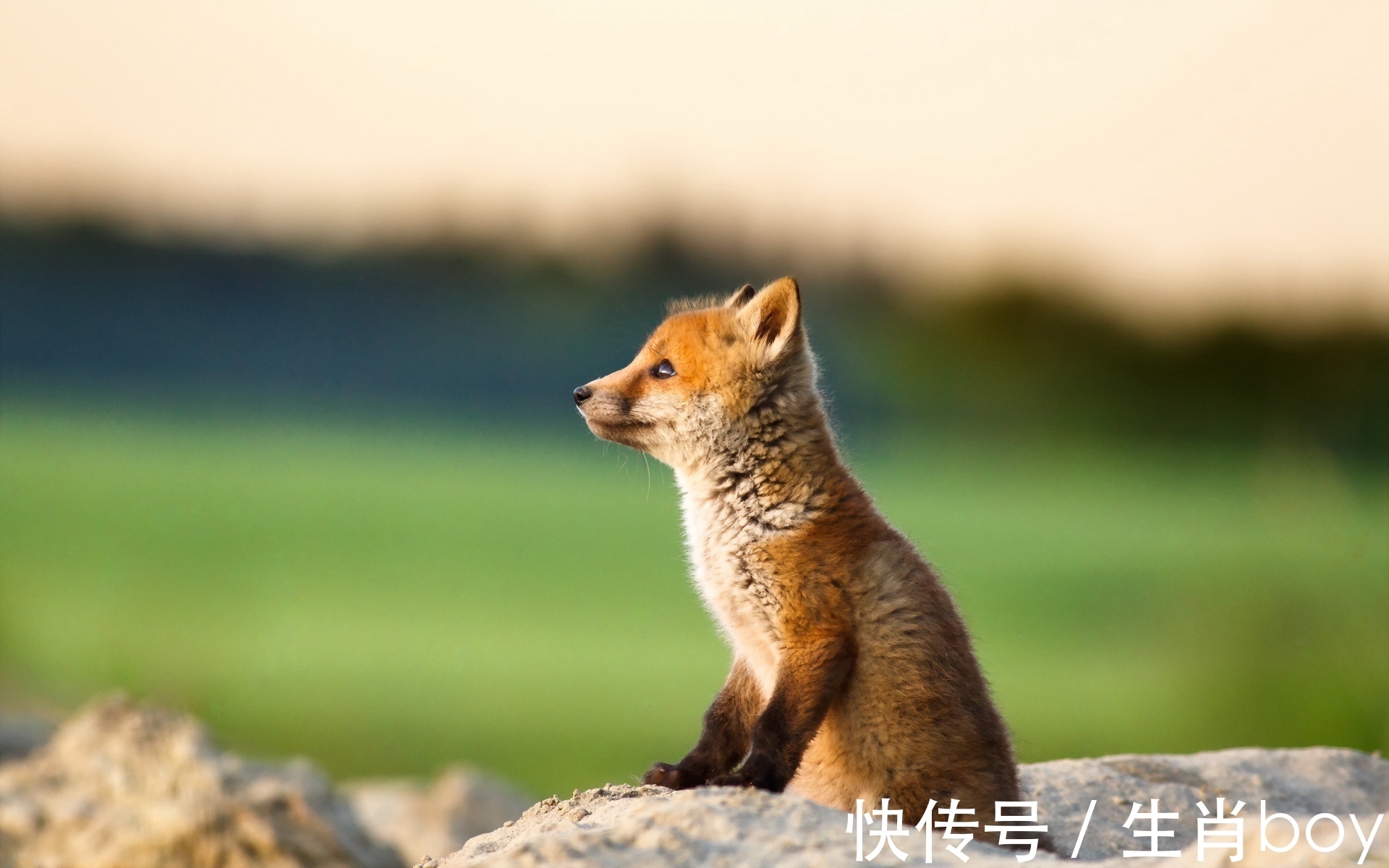 生肖鸡|事情总败在“嘴上”，想成功需要“闭上嘴”的生肖，言多必失