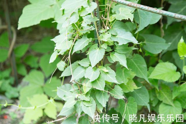 红花酢浆草|遇到5种野花野草,多挖点,正是移栽好时间