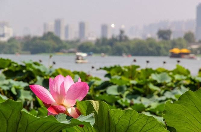 大辉|还记得大明湖畔的夏雨荷吗？婚姻不只如初见啊