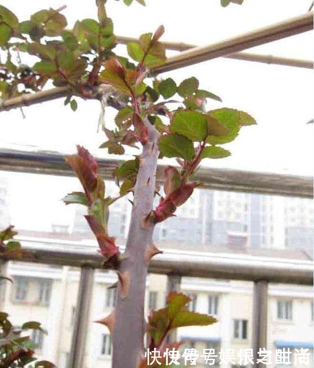 冠幅|想让月季冠幅快速变大，只要舍得，做好2点就行！