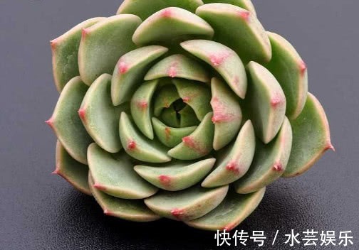 叶片|多肉苯巴蒂斯怎么养教你3个小妙招,养出清新多彩的苯巴蒂斯