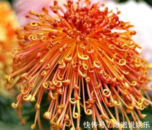 喜欢菊花,不如养盆“菊中珍品”秋水红霞,色彩缤纷,好似晚霞