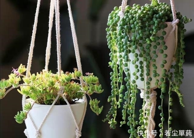 地方|10款能吊起来养的多肉,一个比一个美,还不占地方