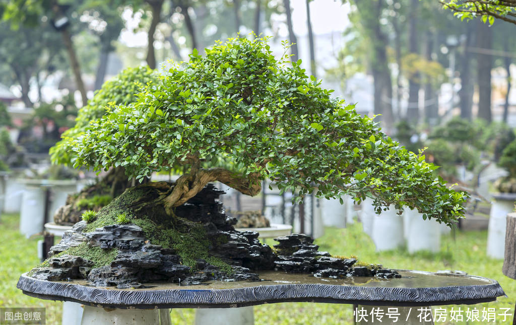 防治|盆景养护管理时,病虫害频繁侵害怎么办?娟子用4个方法来防治