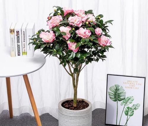 开花最浓最香的花卉,一开就是大半年,花大色艳,南北方都能养