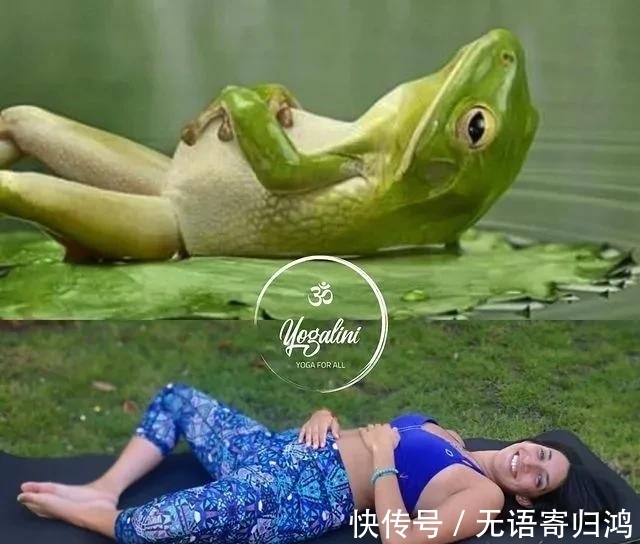 瑜伽|如果动物也“瑜伽”是什么样子?这只熊猫也太萌了