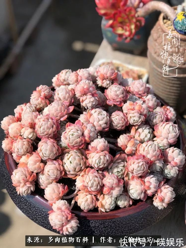 多肉花园梦青春正好,梦想趁早,别坐等自己变老!